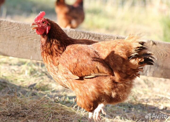 Курица несушка молодняк