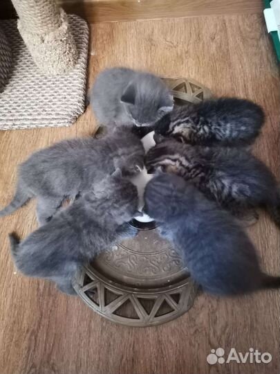 Котята