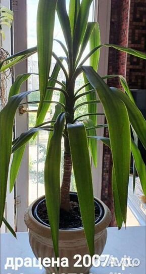 Драцена,нолина,сансевиерия,ванды