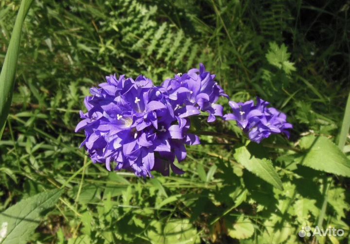 Компактный фотоаппарат nikon