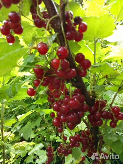 Лекарственные растения