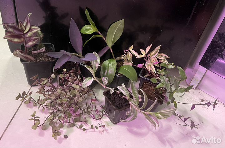 Традесканция, каллизия