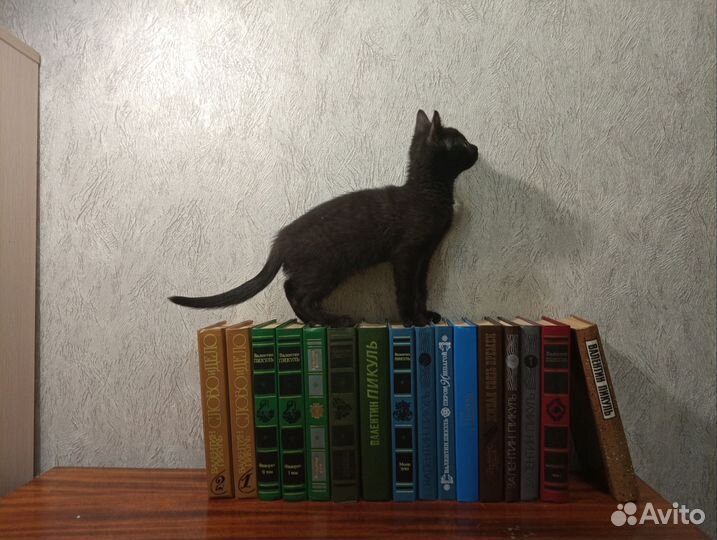 Бесценные книжечки