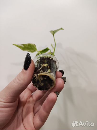 Монстера делициоза минт