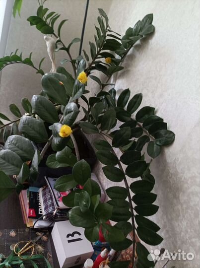 Комнатные растения