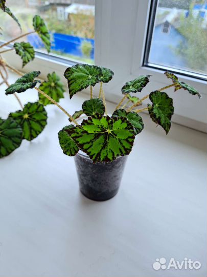 Бегония тигровая