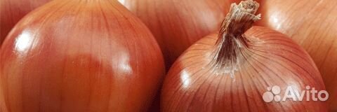 Семена Лука 