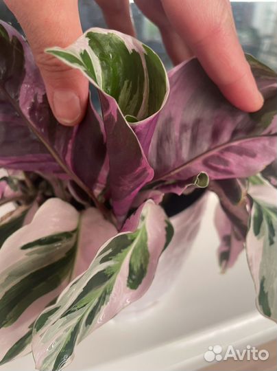 Калатея white fusion