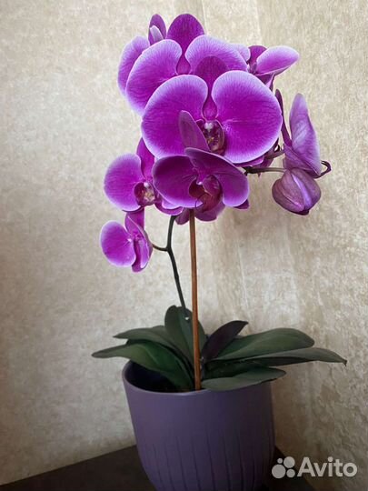 Орхидеи в горшке