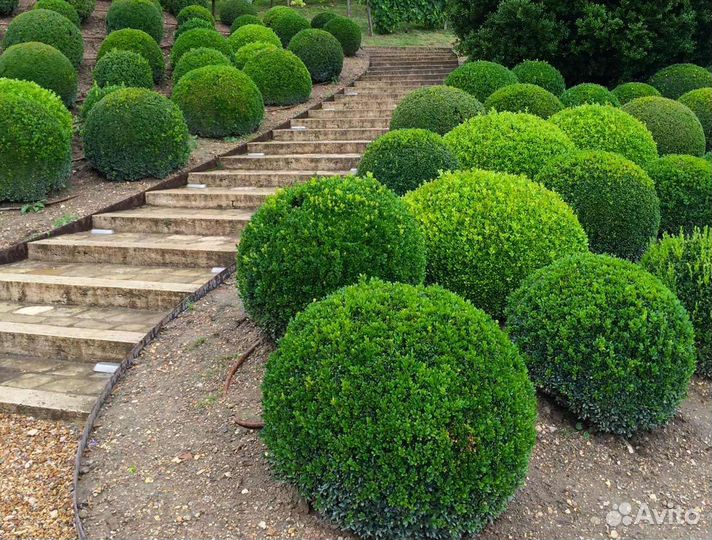 Саженцы. Самшит