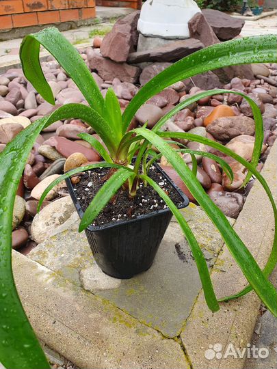 Гиппеаструм