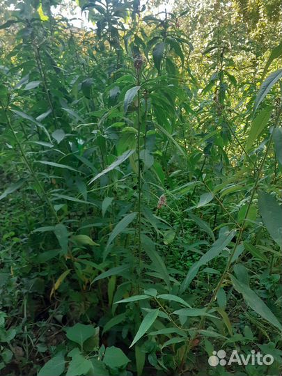 Персик(дичка)