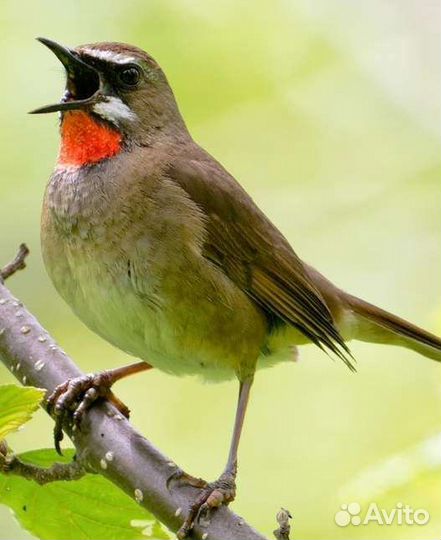 Певчие птицы Сибири и Урала