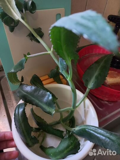 Каланхоэ лечебное