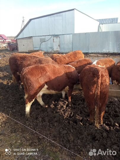 Коровы герефорд