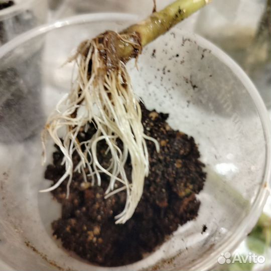 Пеларгония герань красная розебудная