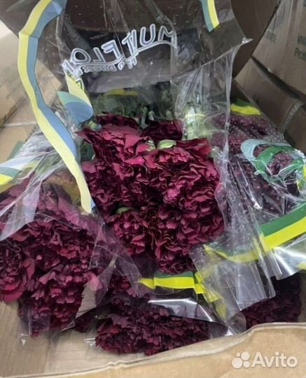 Гвоздика оптом