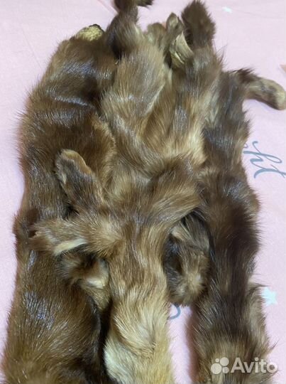 Шкурка животного. Соболь