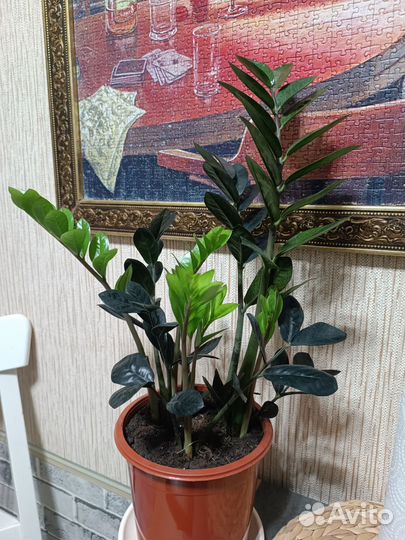 Замиокулькас черный принц