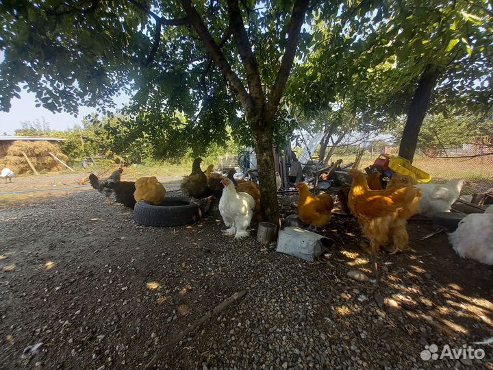 Куры и петушки породы орпинктон и кохинхин