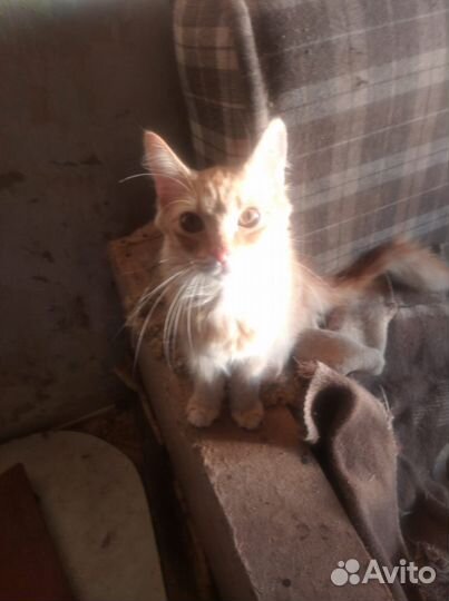 Кошки в добрые руки бесплатно