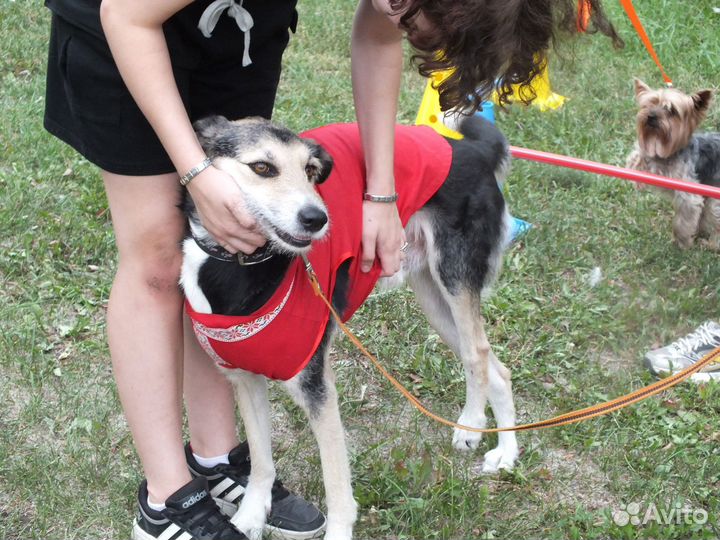 Собака в добрые руки