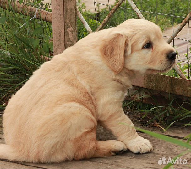 Рыжие голдяшки