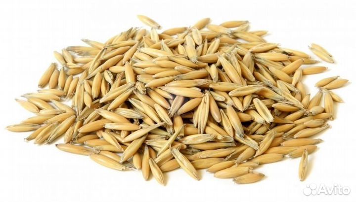 Семена овса