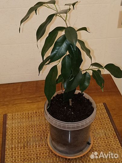 Фикус бенджамина