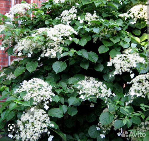 Гортензия плетистая(черешковая)