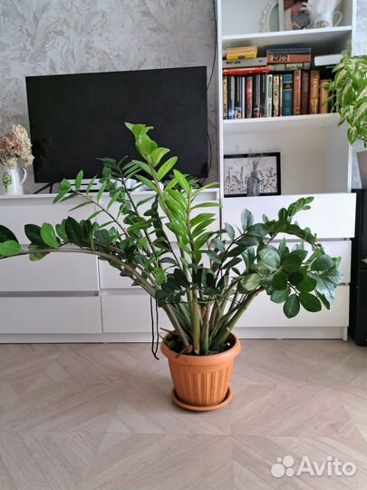 Замиокулькас