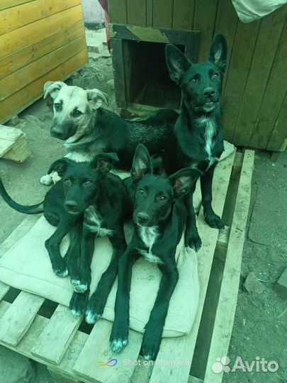 Собака в добрые руки