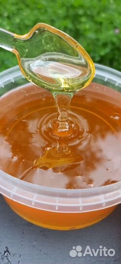 Мёд Лесной (2023)