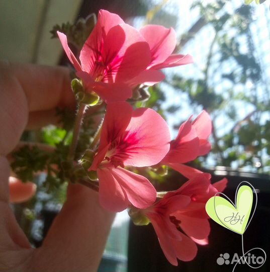 Пеларгония ангел