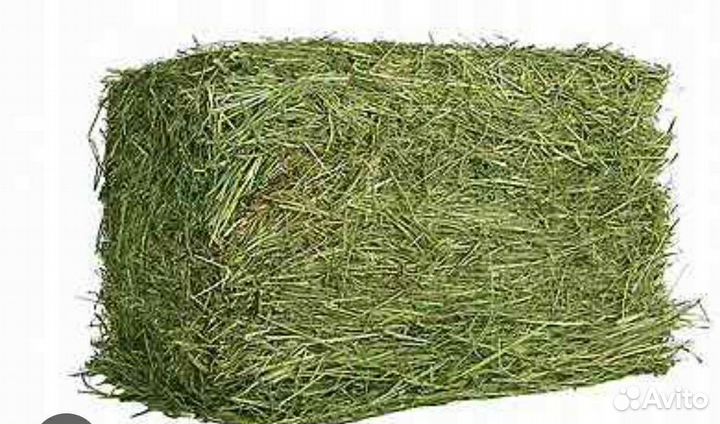 Сено разнотравие, клевер, в тюках