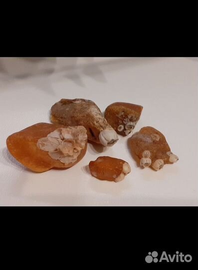 Янтарь с ракушкой