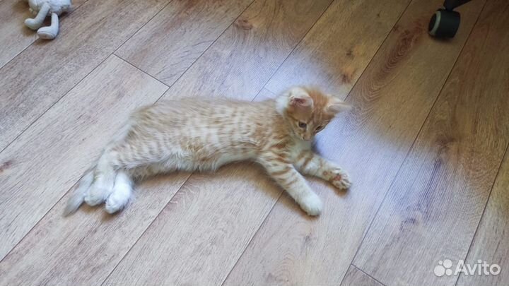 Котята в добрые руки бесплатно