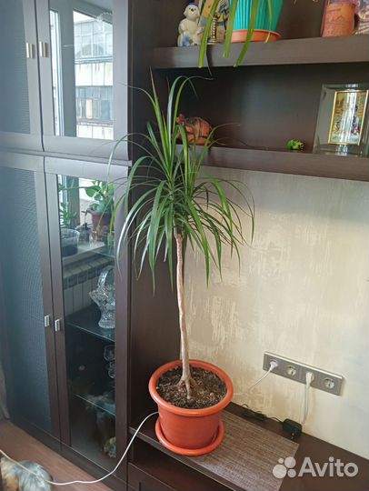 Пальма драцена и фикус Бенджамина