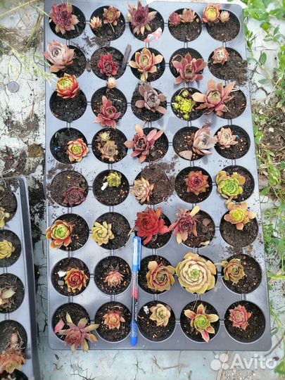 Молодило. Каменная роза