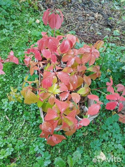 Девичий виноград