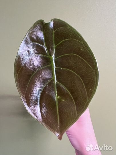 Алоказии микс: ред сикрет медная (cuprea), зебрина