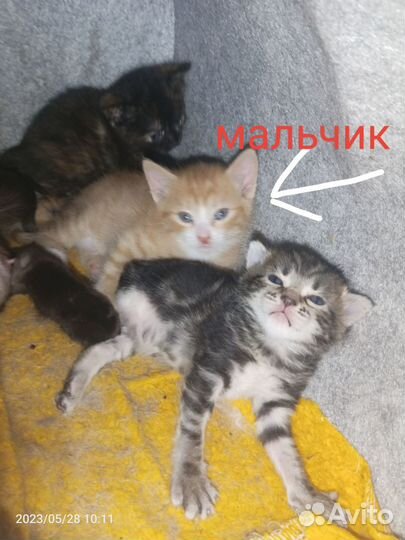 Котята в добрые руки