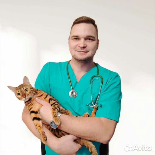 Ветеринар на дом. Кастрация и Стерилизация