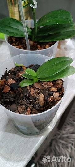 Продам Орхидеи