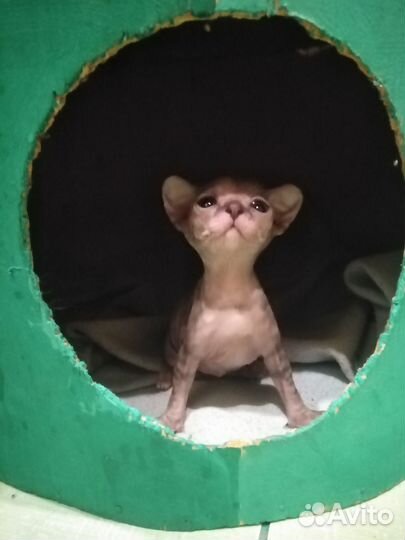 Донской сфинкс котята