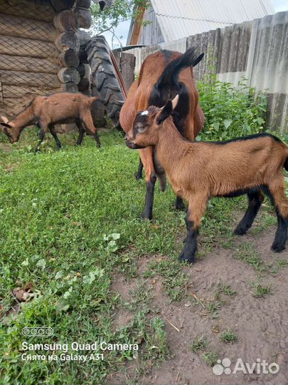 Чешский козел