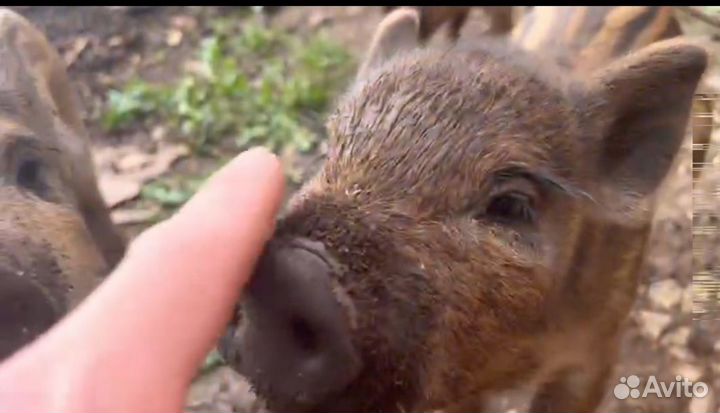 Кабанчики 2 девочки