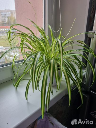 Хлорофитум