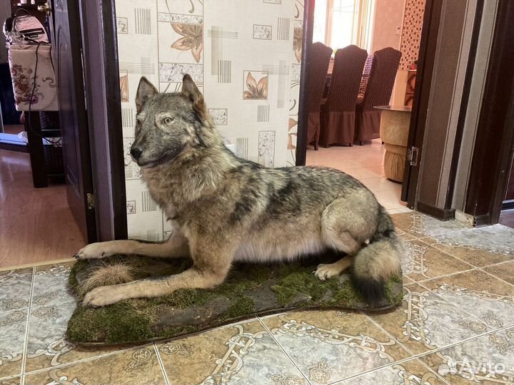 Чучело волка