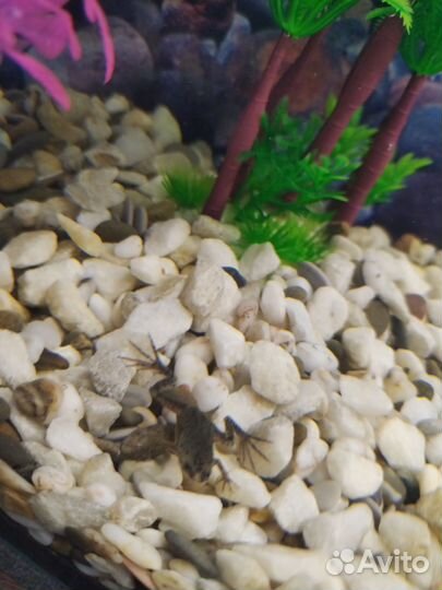 Аквариум с рыбками